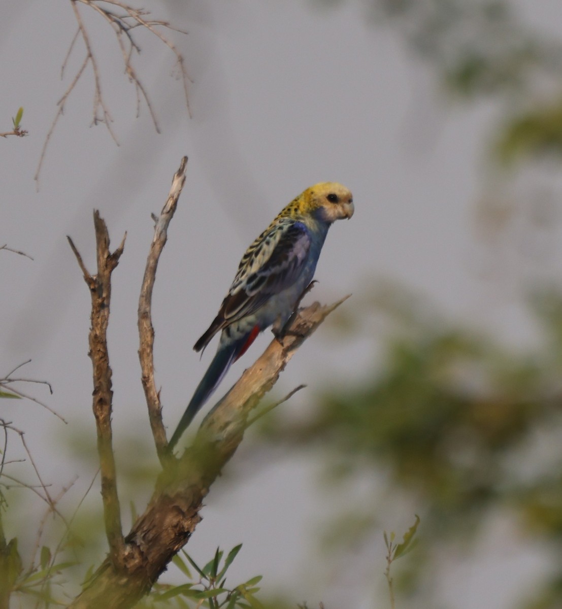 Pale-headed Rosella - ML644024056