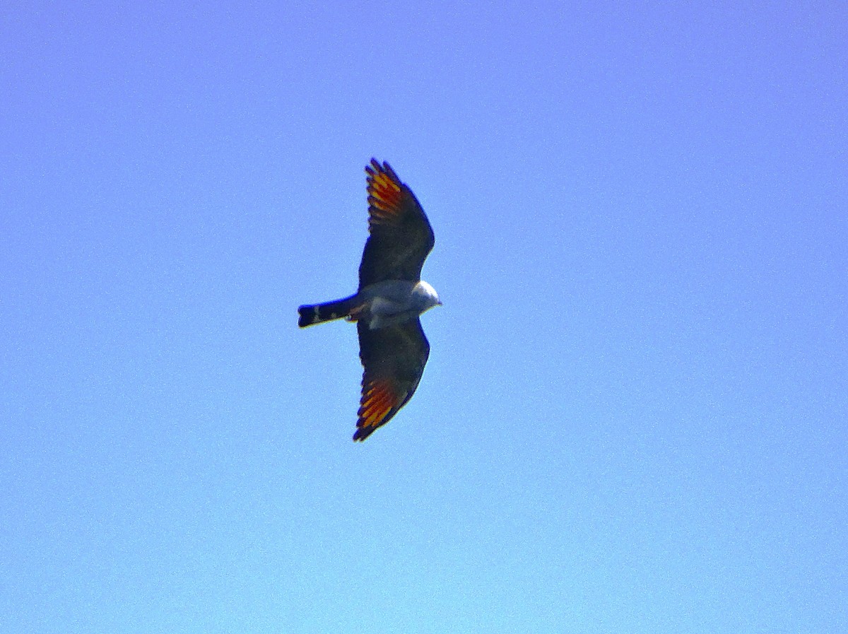 Plumbeous Kite - ML644024058