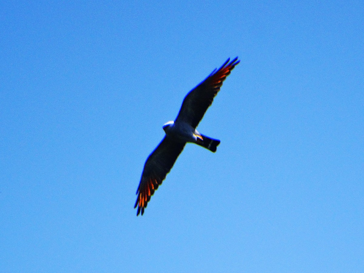Plumbeous Kite - ML644024061
