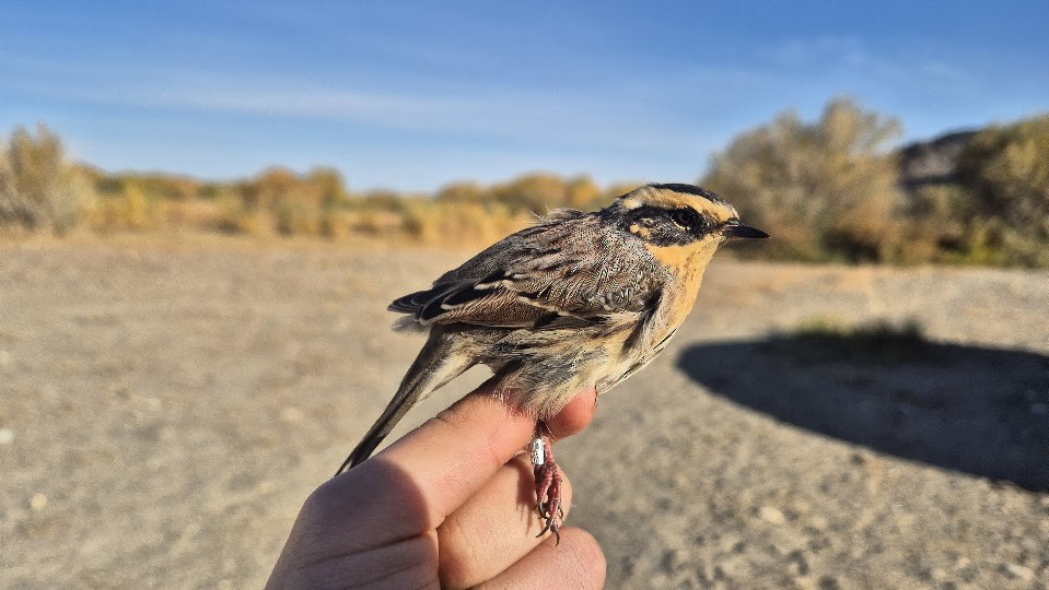 Сибирийн хайруулдай - ML644024062