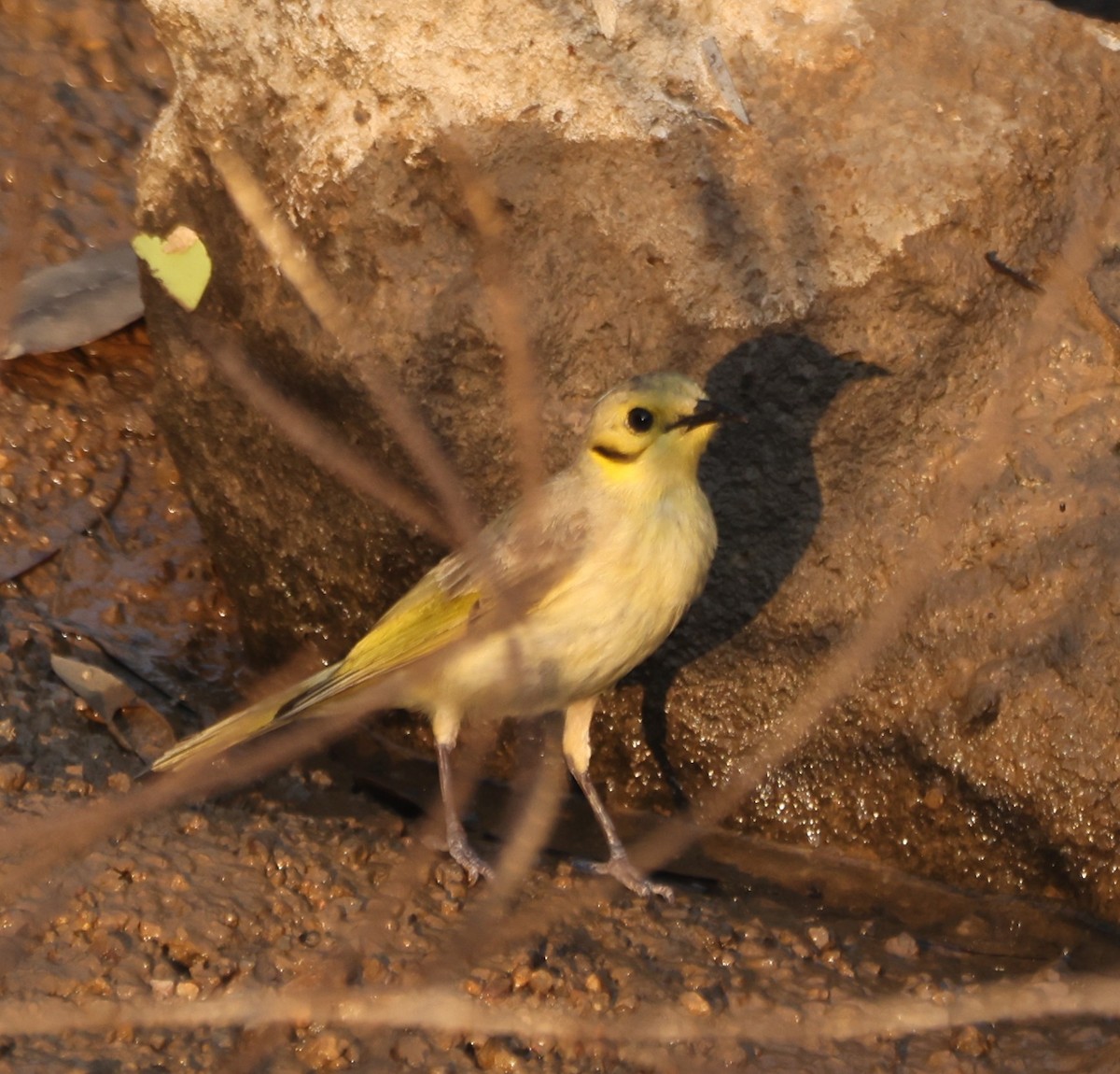 gulstenkhonningeter - ML644024083