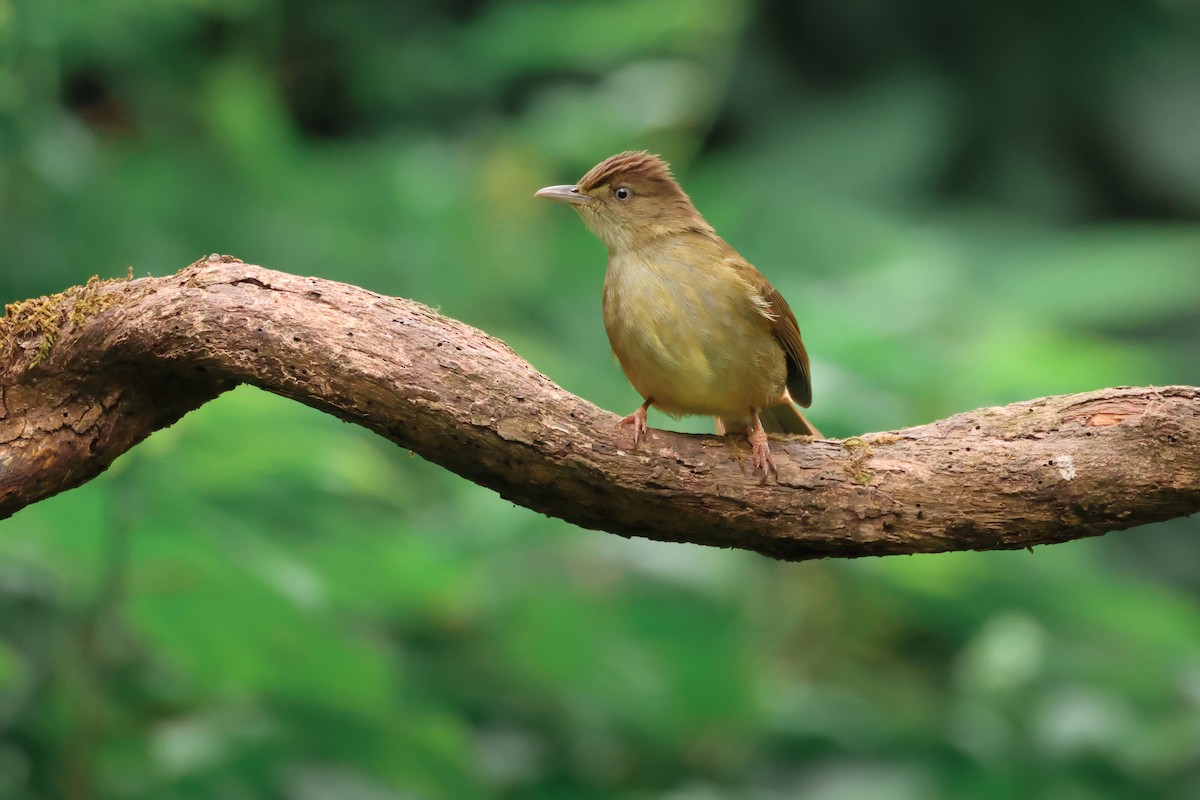 Grauaugenbülbül - ML644024088