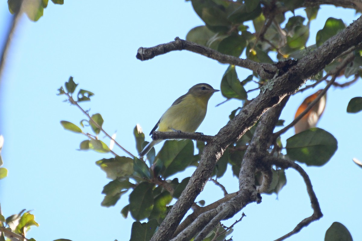 Philadelphia Vireo - ML644024091