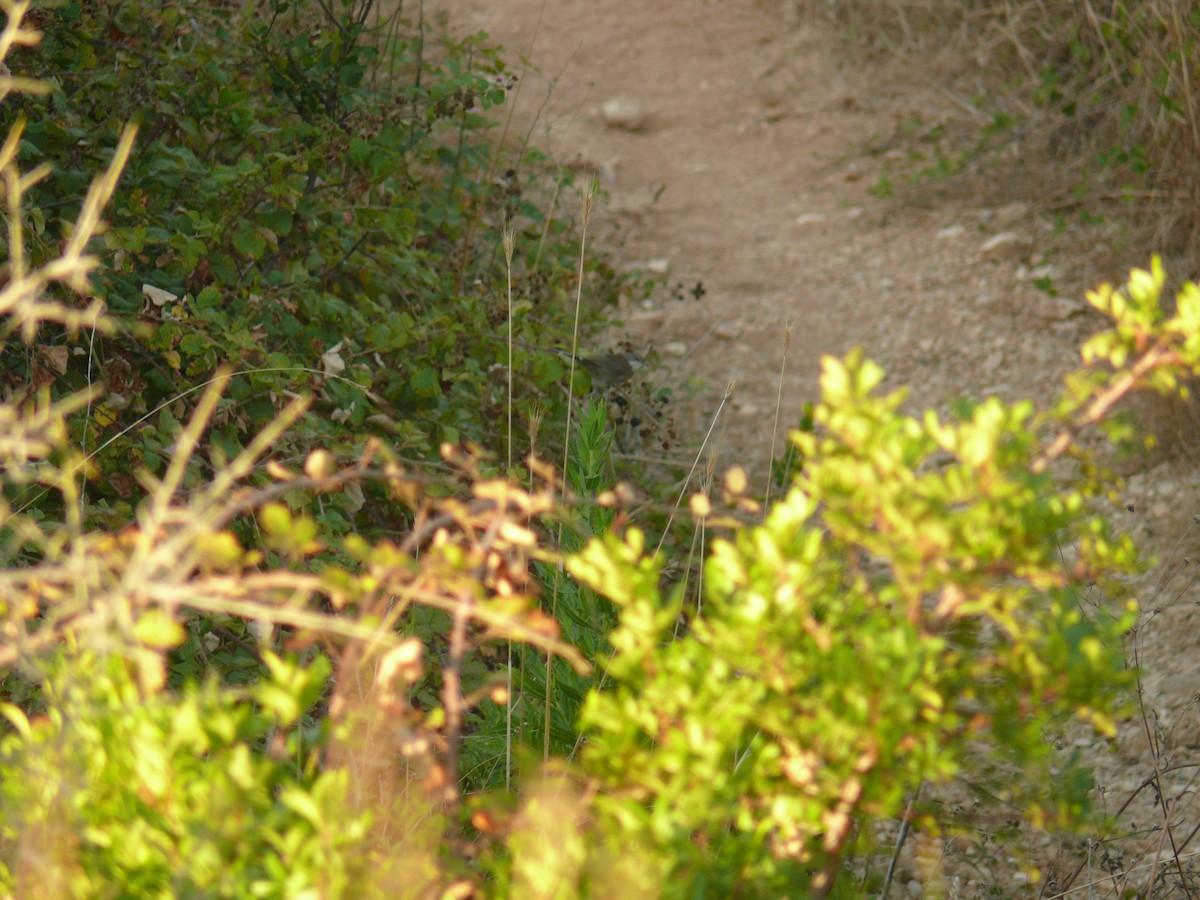 Sardinian Warbler - ML644024120