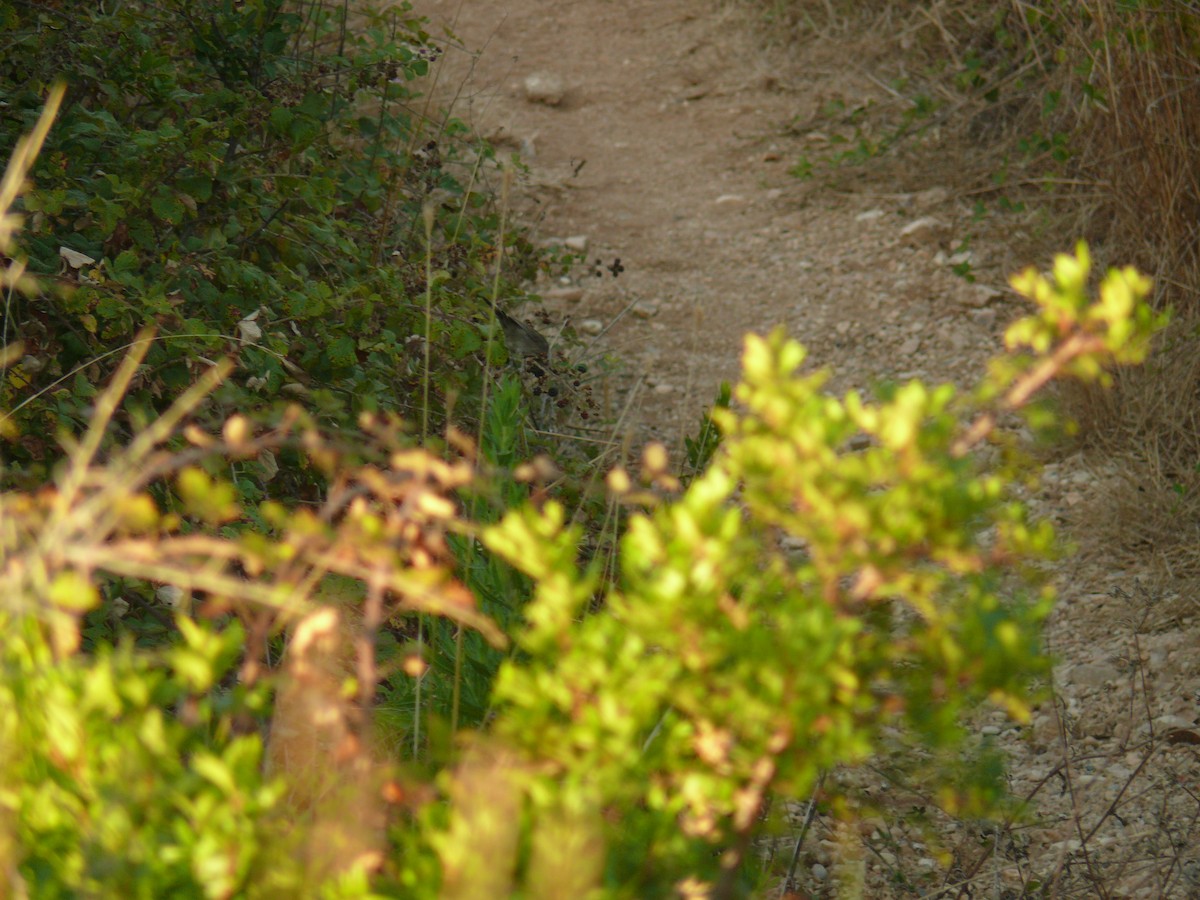Sardinian Warbler - ML644024122