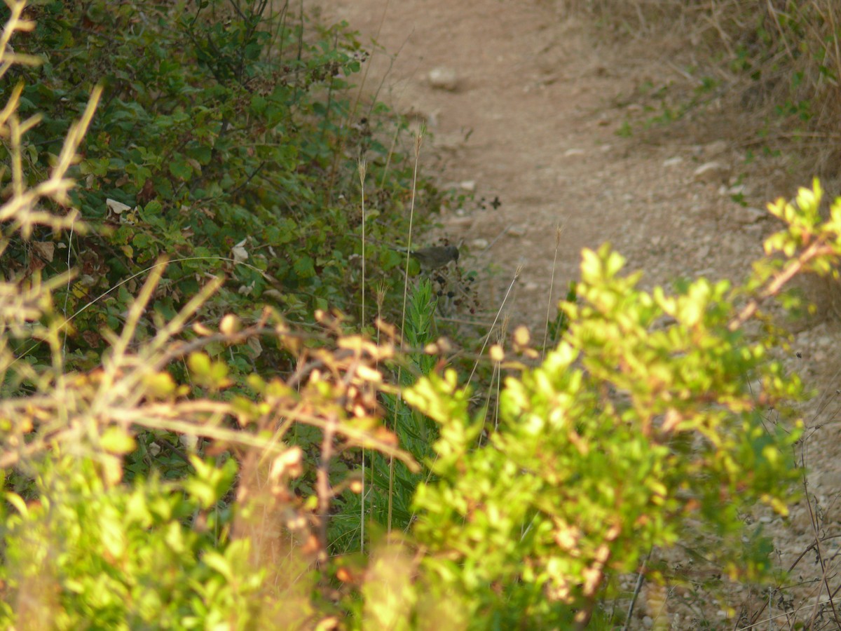 Sardinian Warbler - ML644024123