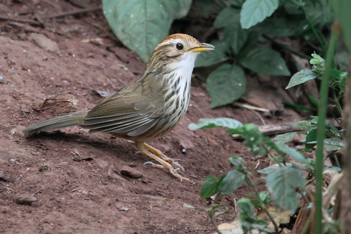 Streifenbrust-Erddrossling - ML644024124