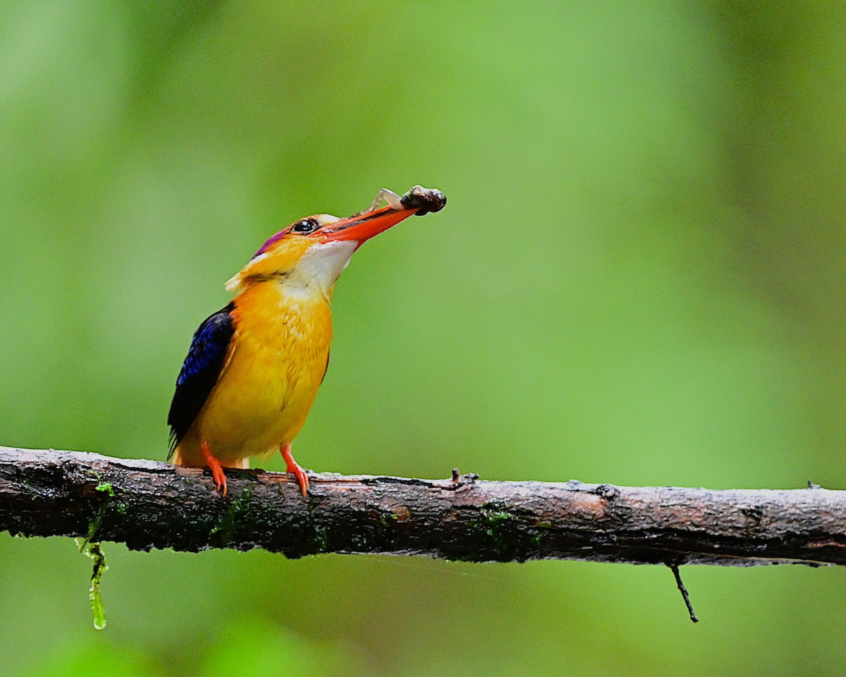 Black-backed Dwarf-Kingfisher - ML644024125