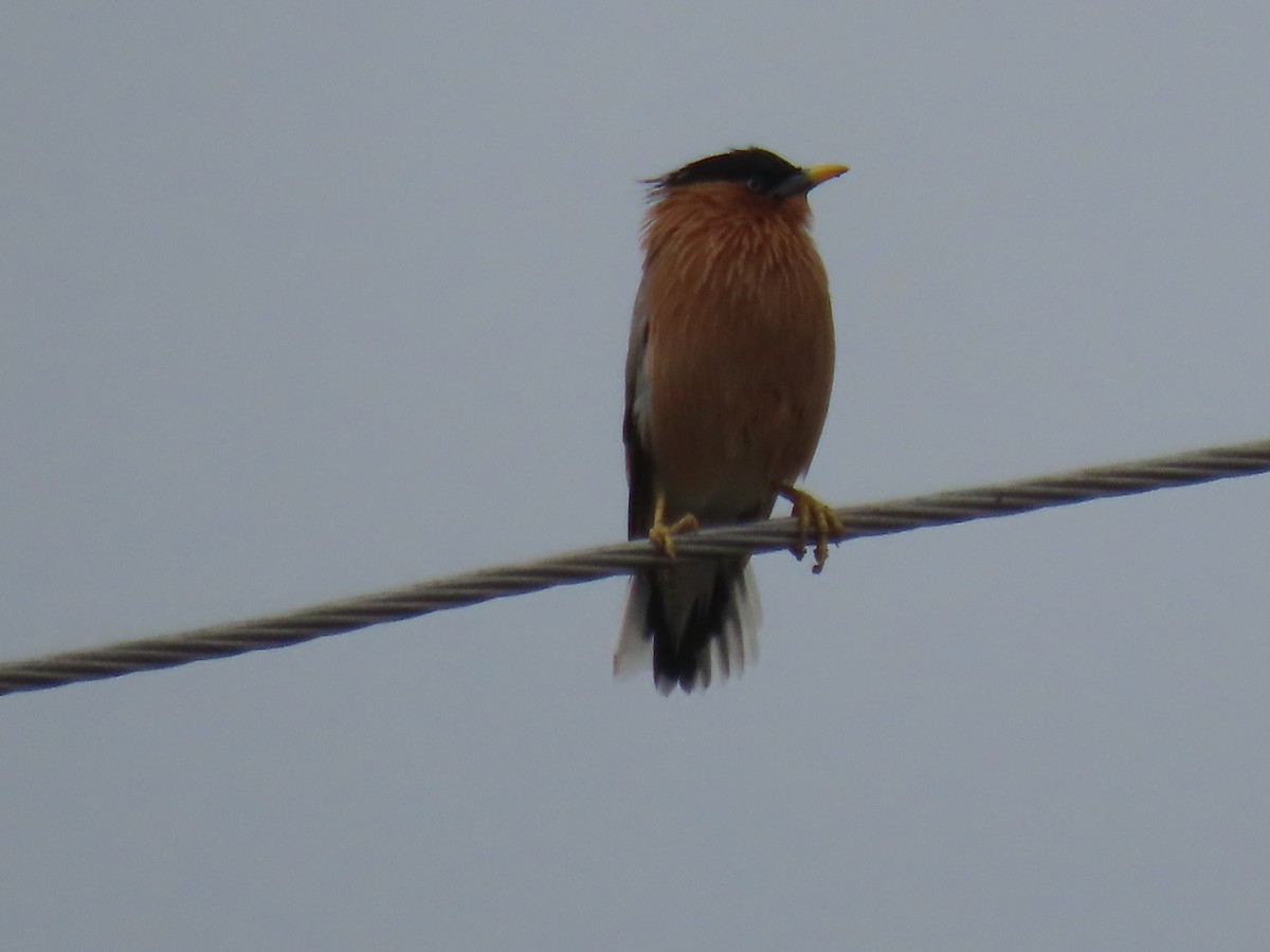 pagodestær - ML644024134