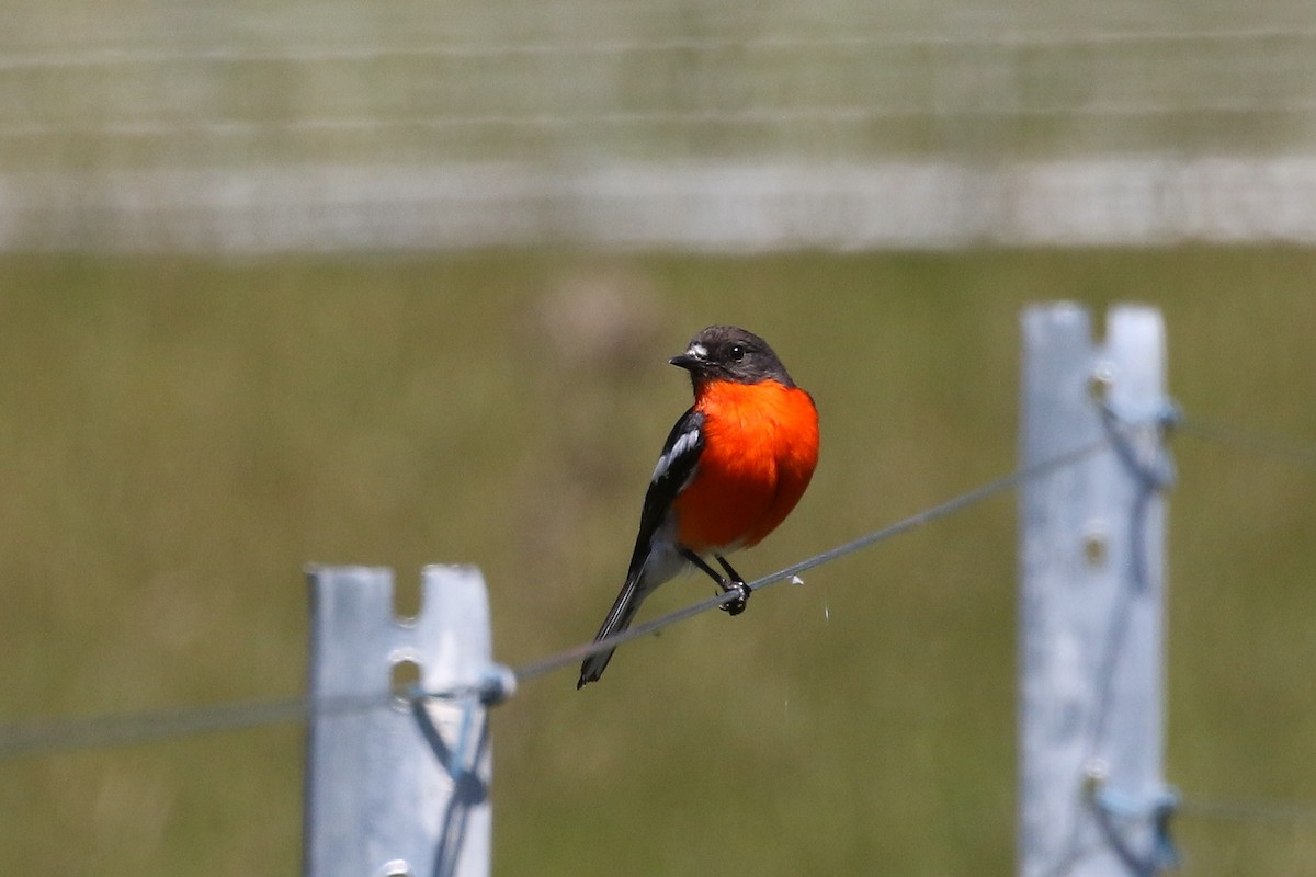 Flame Robin - ML644024141