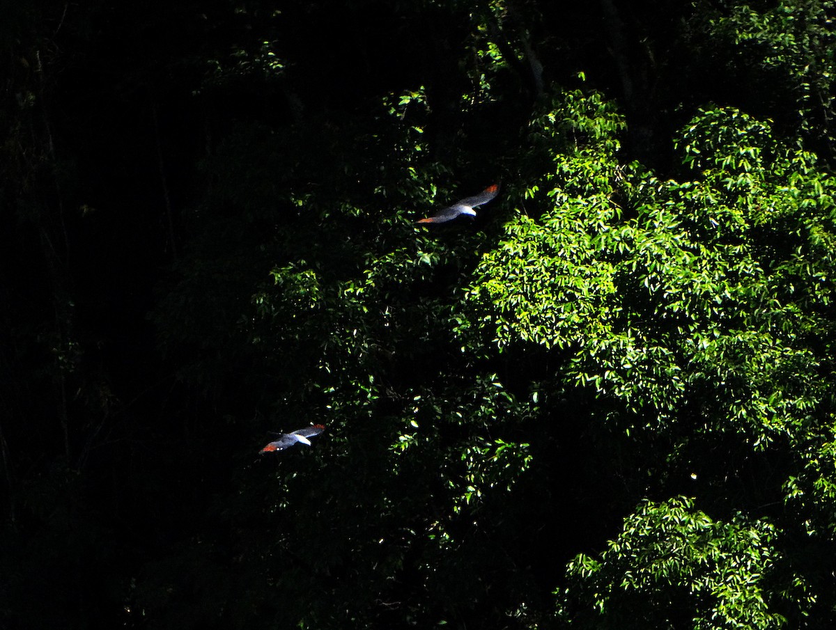 Plumbeous Kite - ML644024143