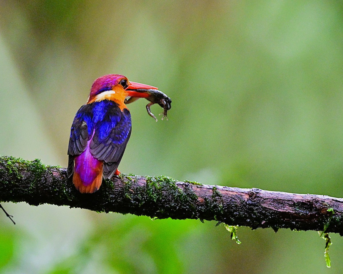 Black-backed Dwarf-Kingfisher - ML644024145