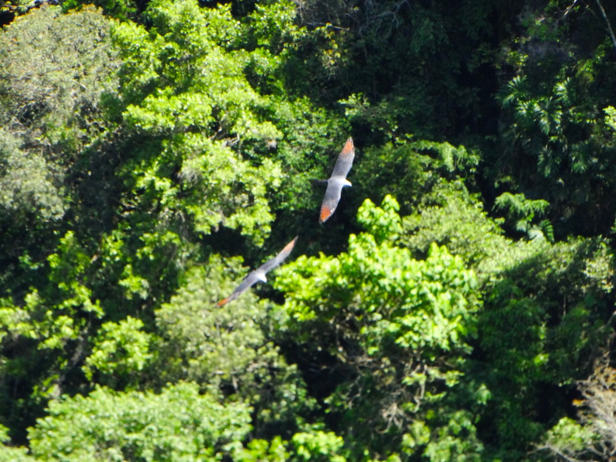 Plumbeous Kite - ML644024147