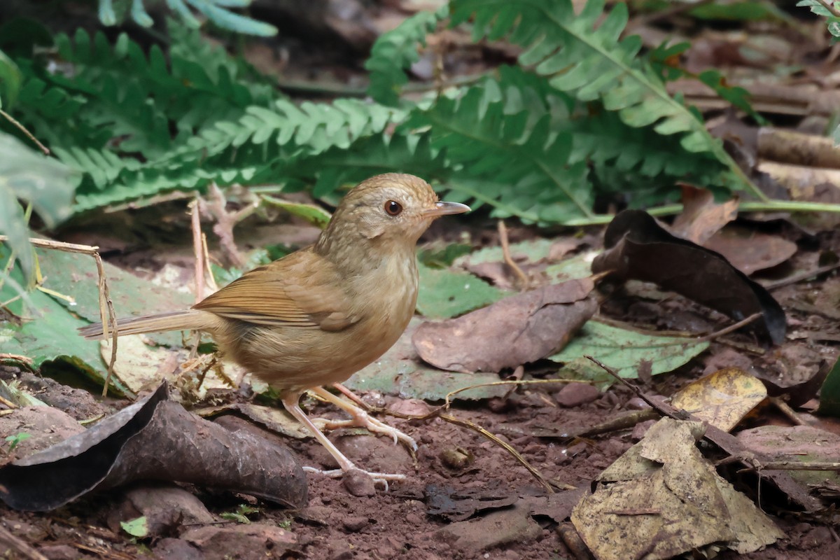 Buff-breasted Babbler - ML644024156