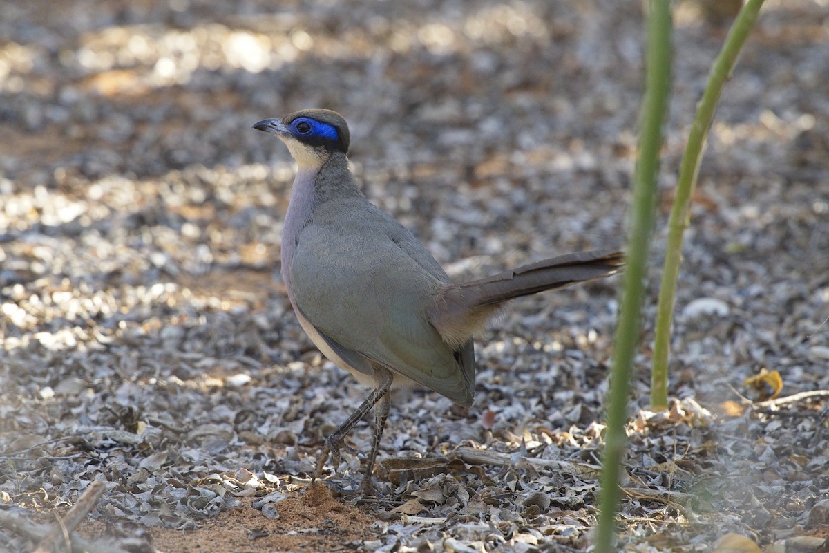 Giant Coua - ML644024170