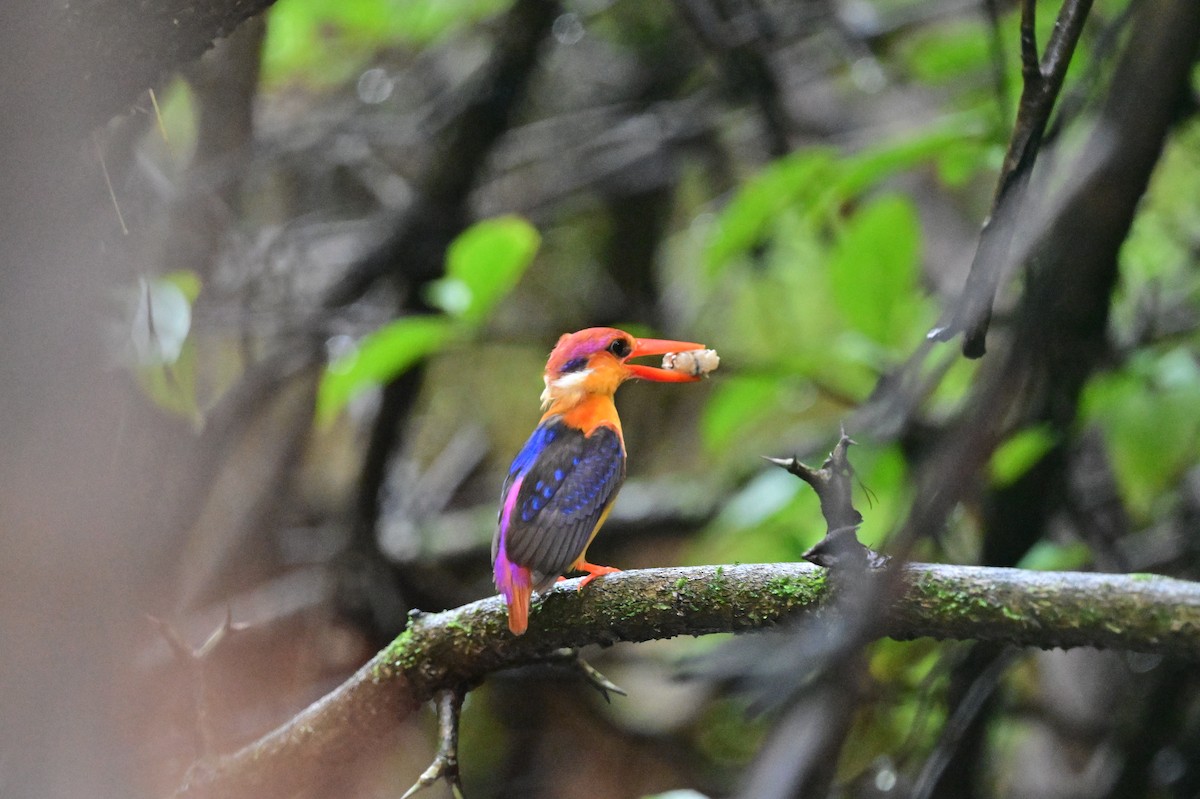 Black-backed Dwarf-Kingfisher - ML644024177