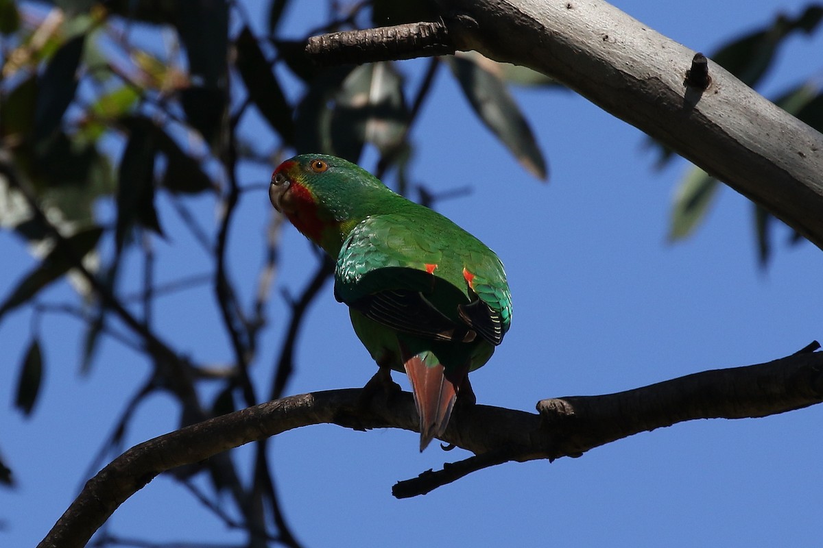 Swift Parrot - ML644024179