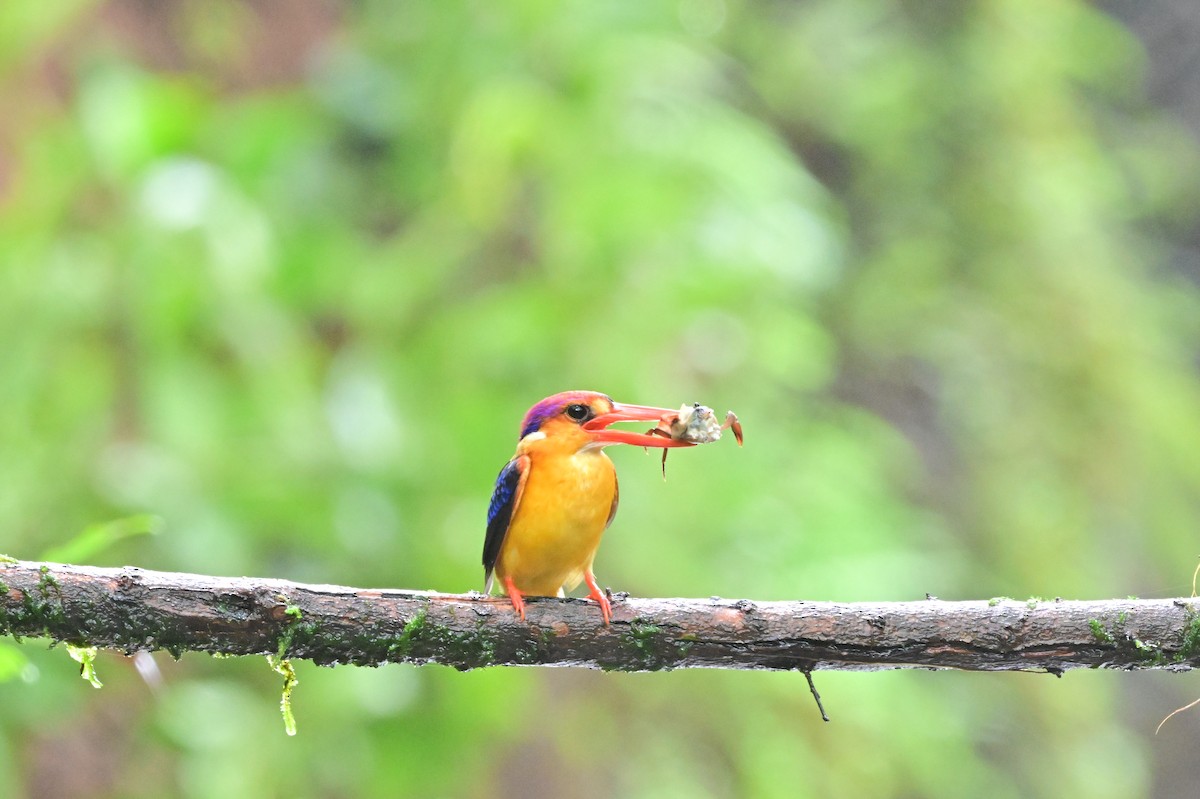 Black-backed Dwarf-Kingfisher - ML644024183