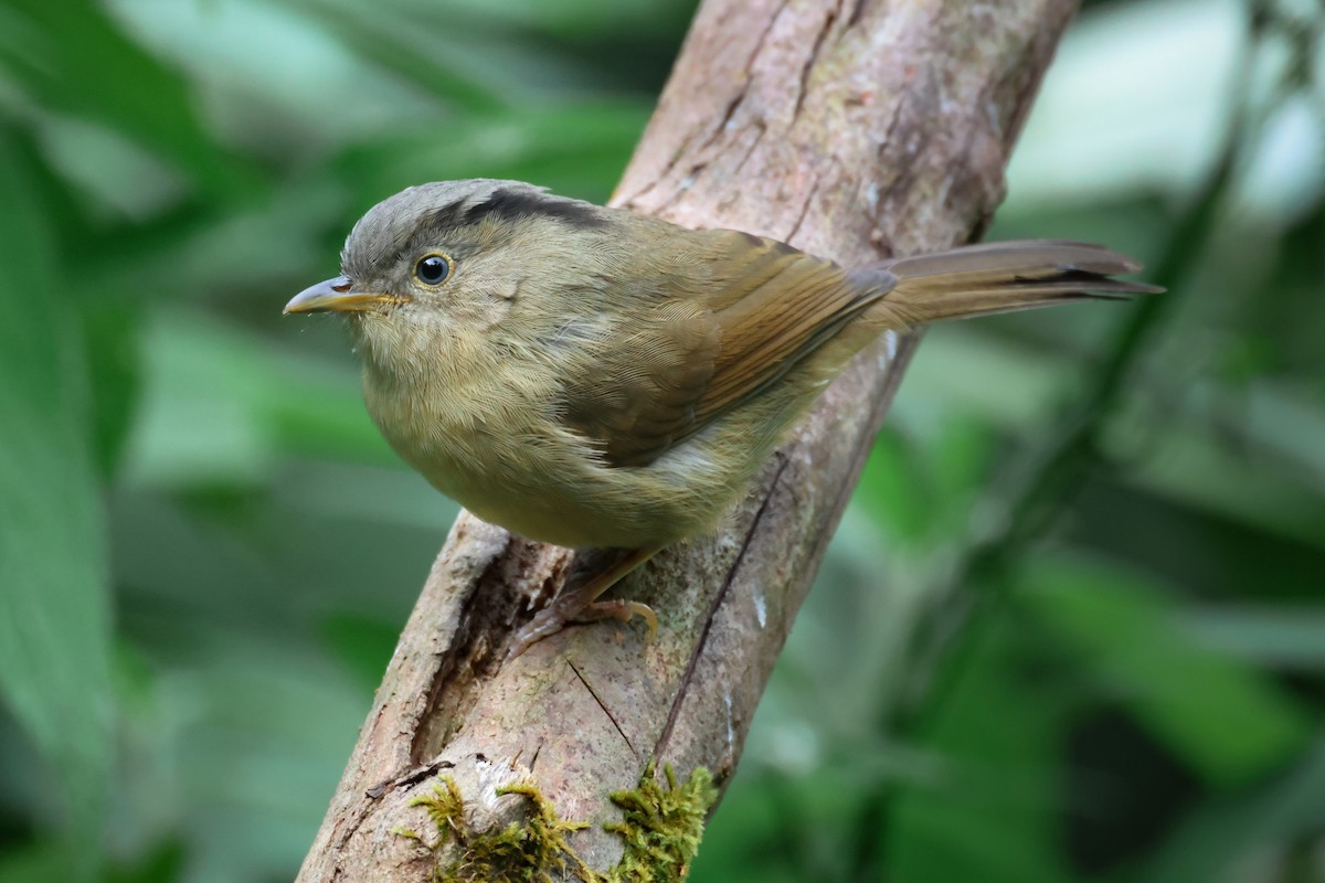 Graukopf-Zweigdrossling - ML644024194