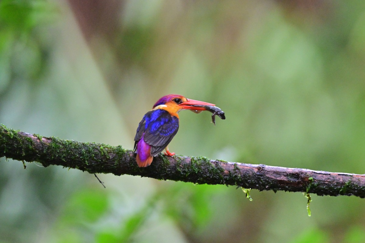 Black-backed Dwarf-Kingfisher - ML644024203