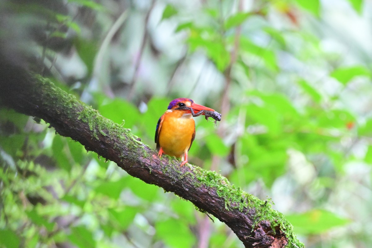Black-backed Dwarf-Kingfisher - ML644024216