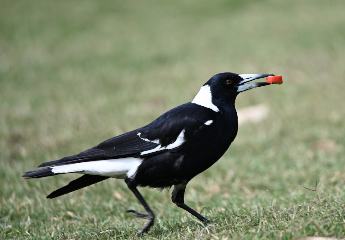 Australian Magpie - ML644024218