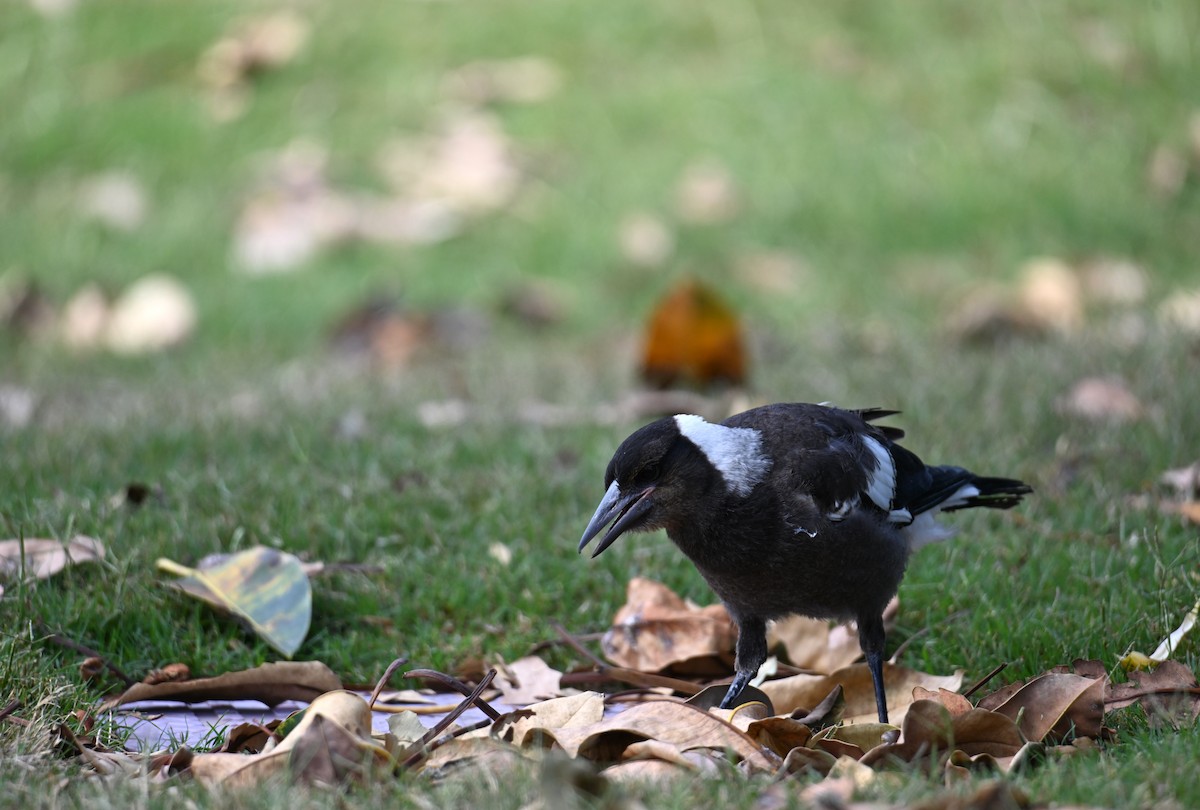 Australian Magpie - ML644024220