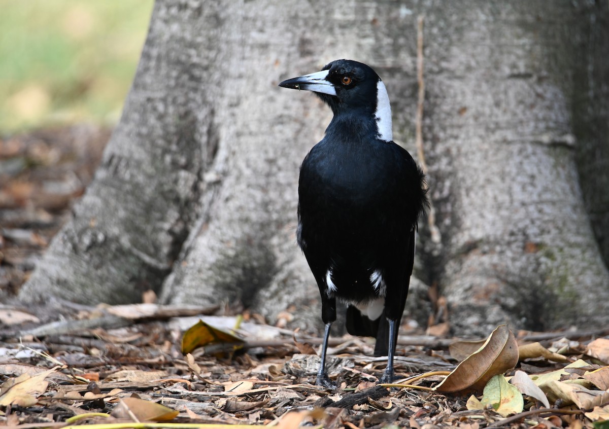 Australian Magpie - ML644024221
