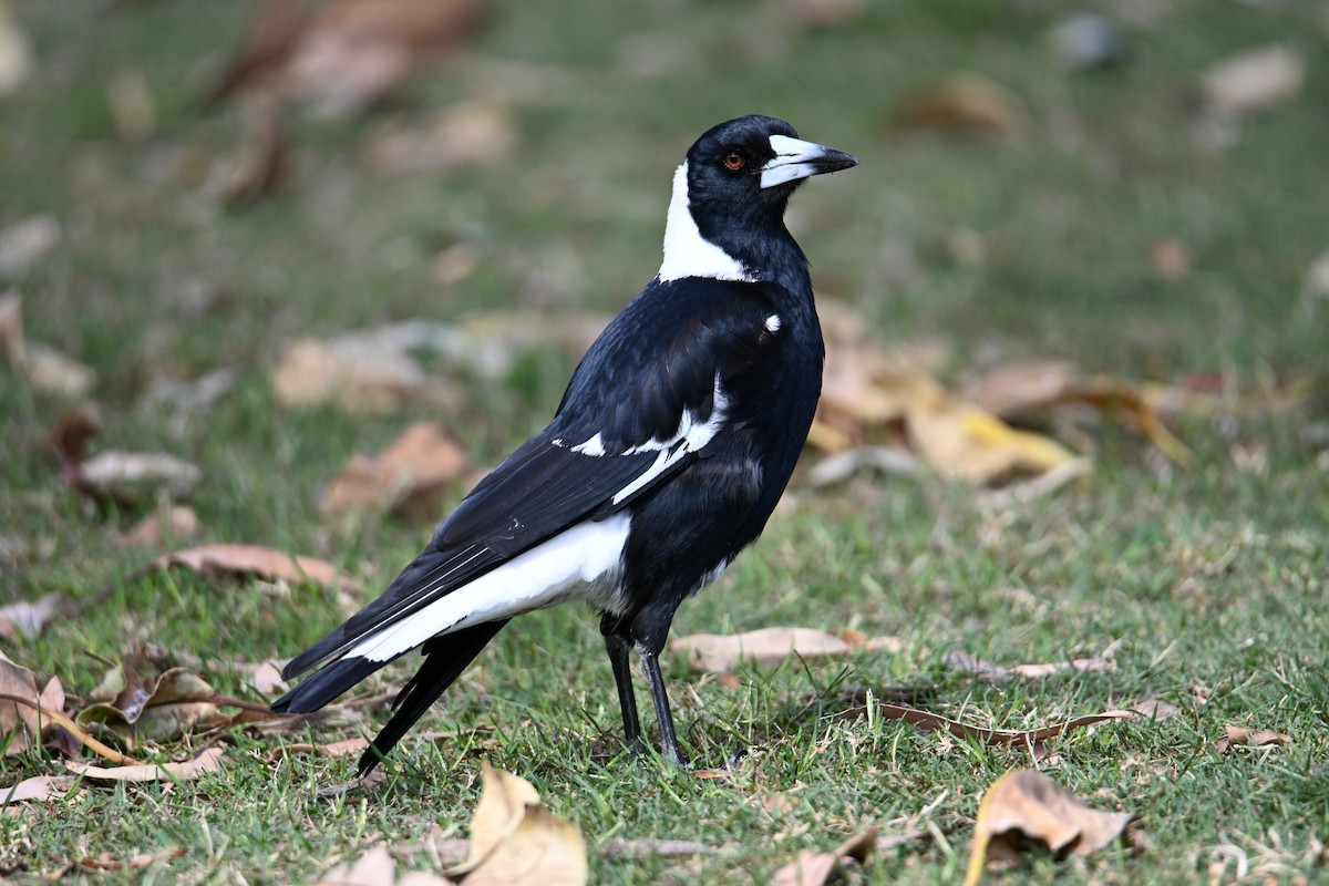 Australian Magpie - ML644024222