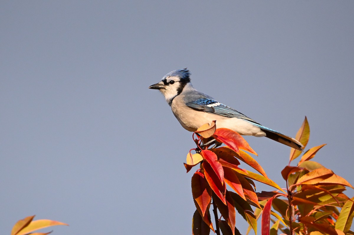 Blue Jay - ML644024237