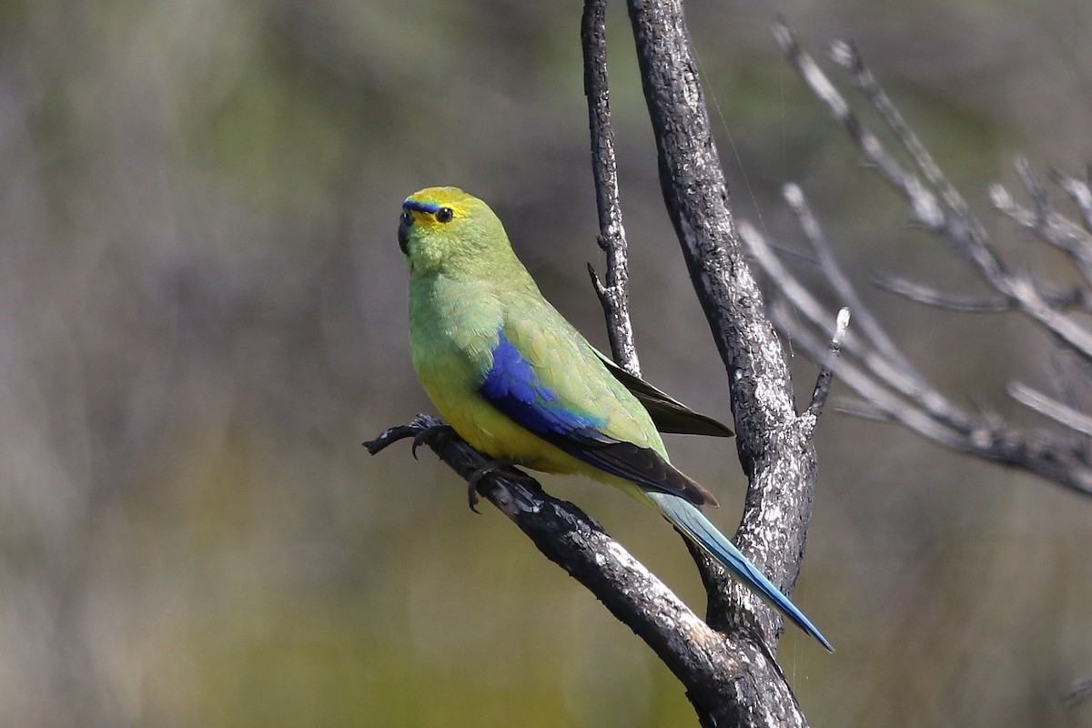 Папужка синьокрилий - ML644024241