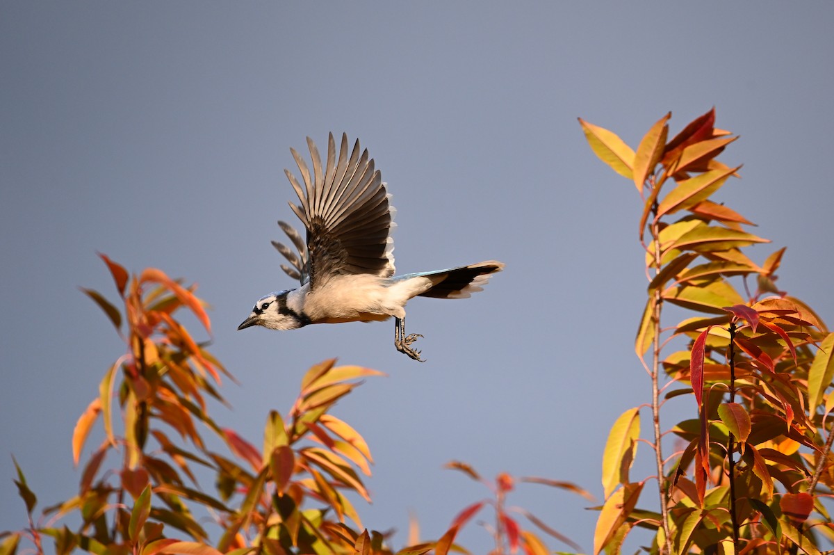 Blue Jay - ML644024245