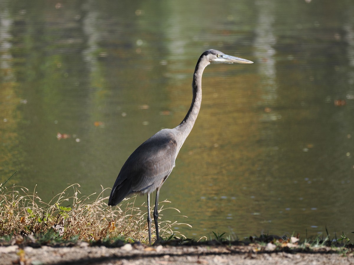 オオアオサギ（herodias グループ） - ML644024246