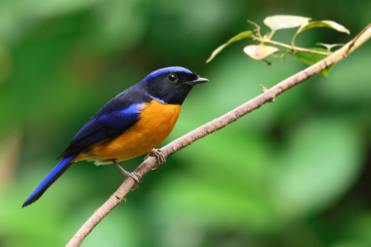 Rotbauch-Blauschnäpper - ML644024248