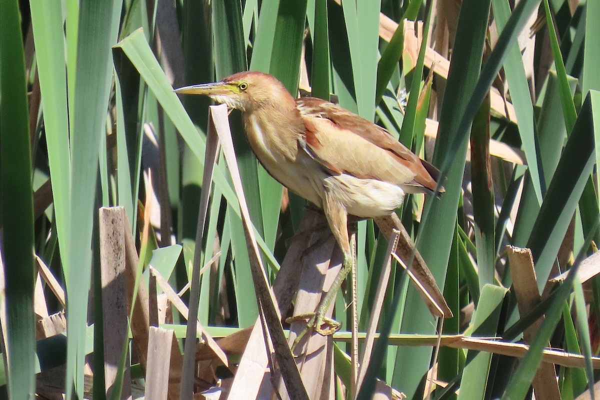 Blongios d'Australie - ML644024251
