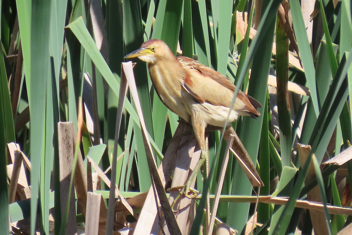 Blongios d'Australie - ML644024254