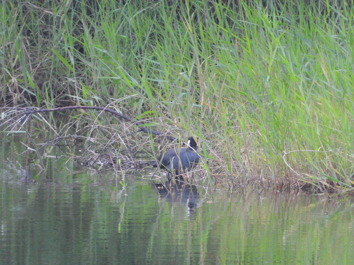 Eurasian Coot - ML644024263