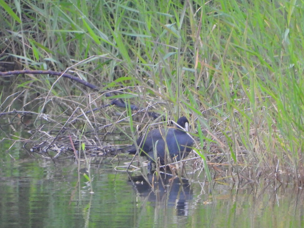 Eurasian Coot - ML644024264