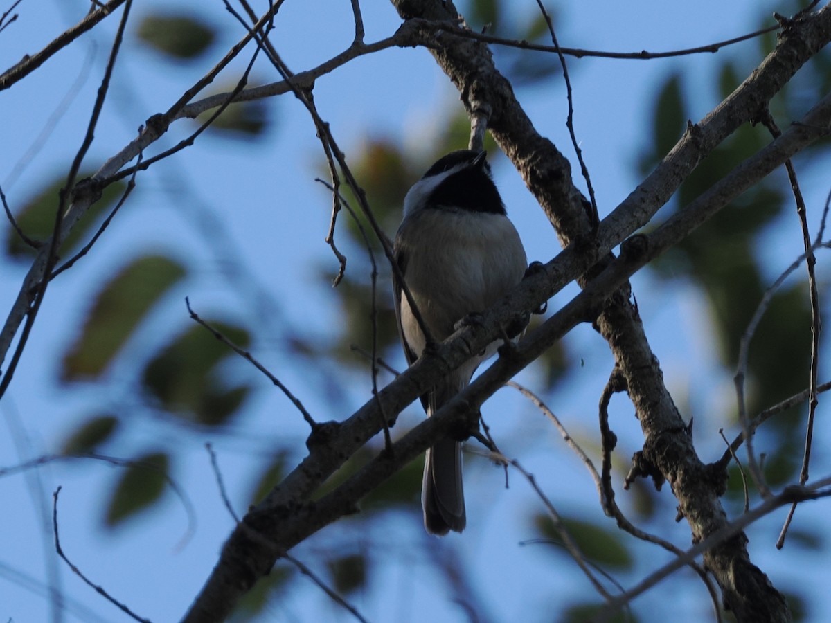 カロライナコガラ - ML644024285