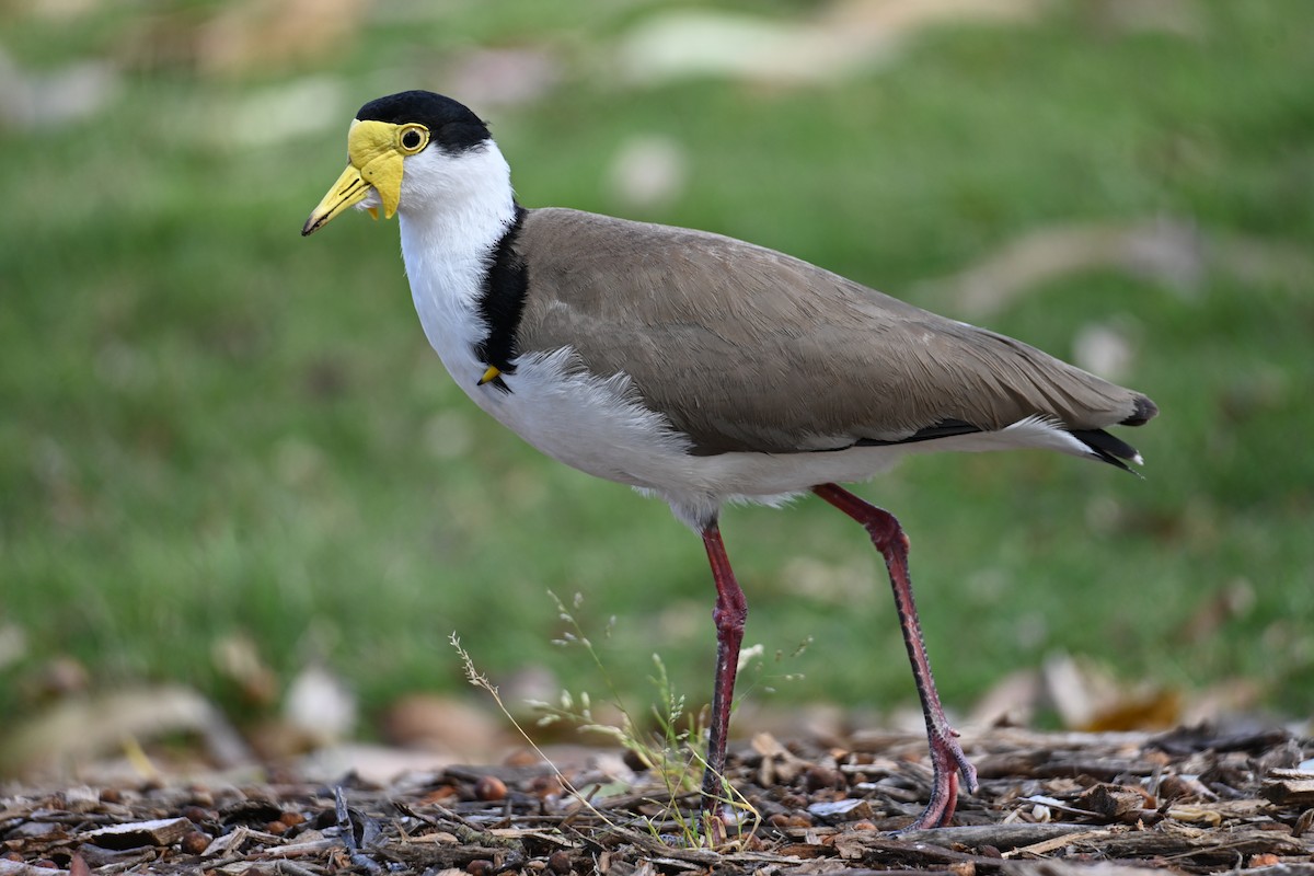 Hegabera maskaraduna - ML644024291