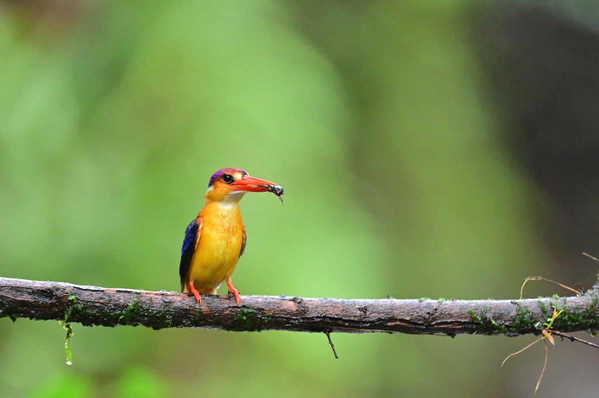 Black-backed Dwarf-Kingfisher - ML644024293