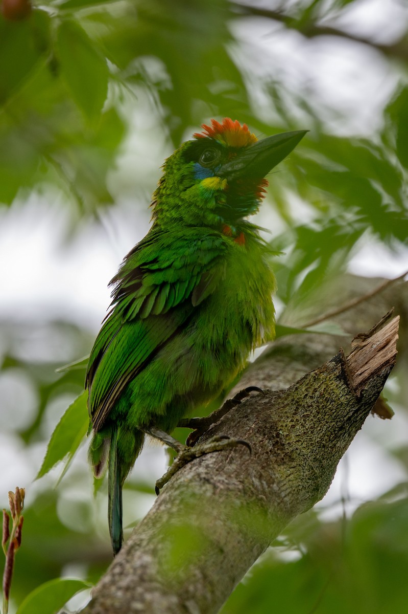 Red-throated Barbet - ML644024295