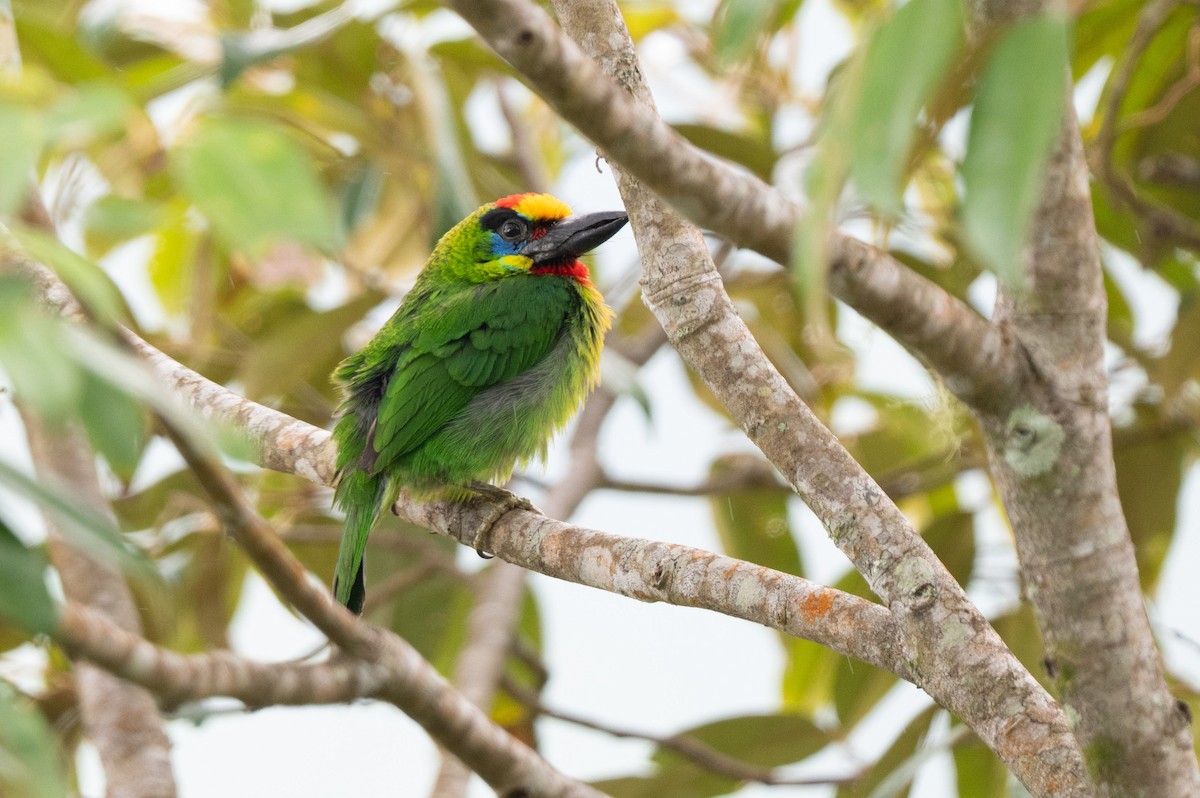 Red-throated Barbet - ML644024296