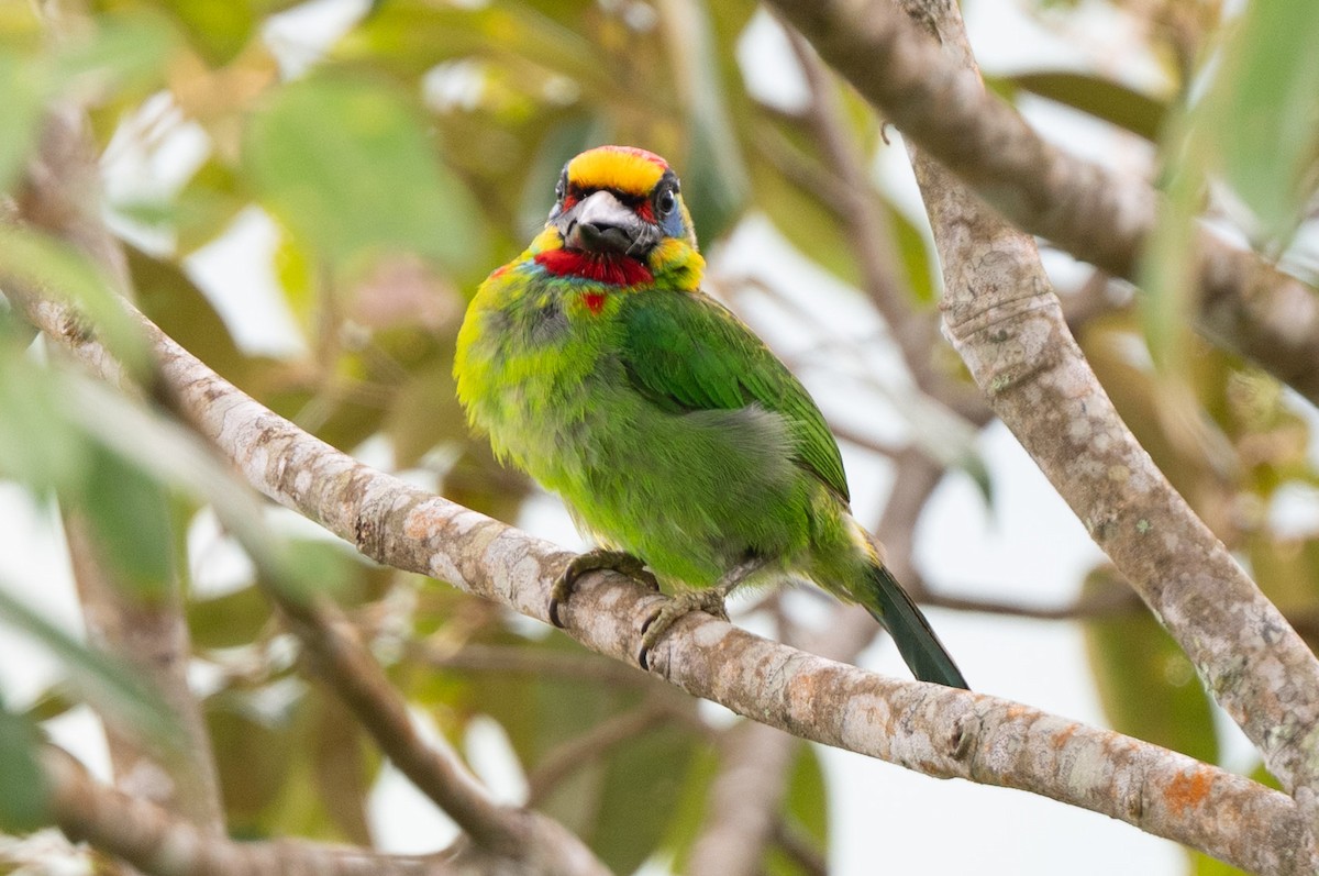 Red-throated Barbet - ML644024297
