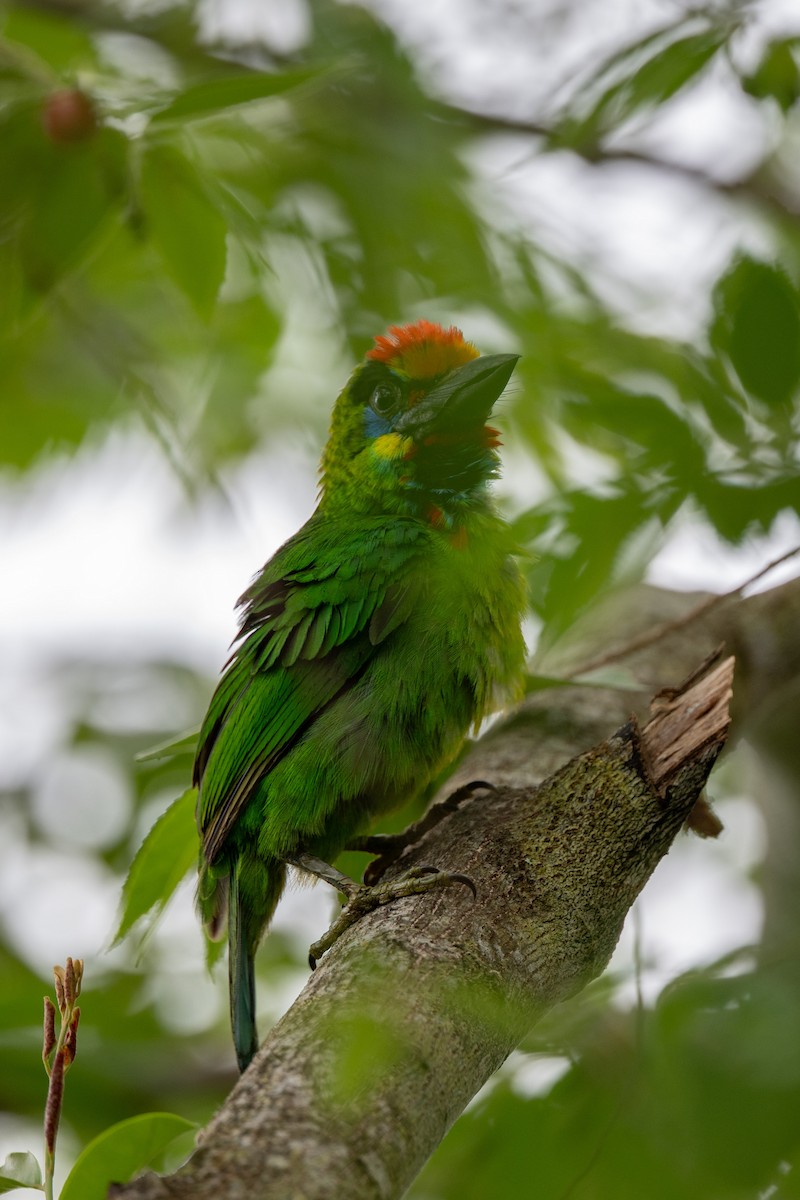 Red-throated Barbet - ML644024298