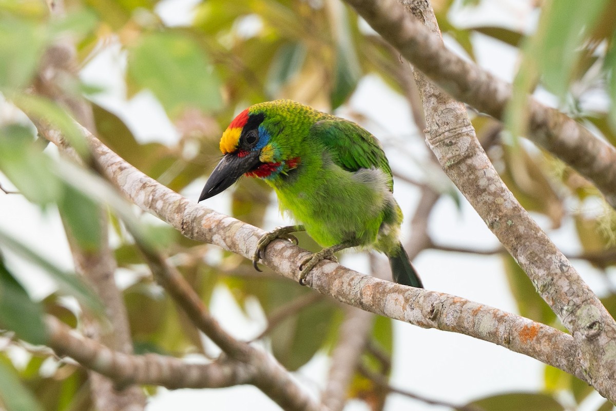 Red-throated Barbet - ML644024299