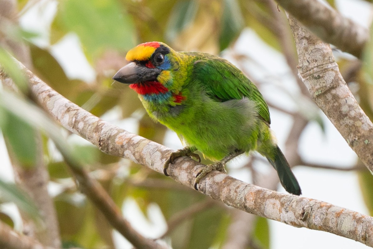Red-throated Barbet - ML644024301