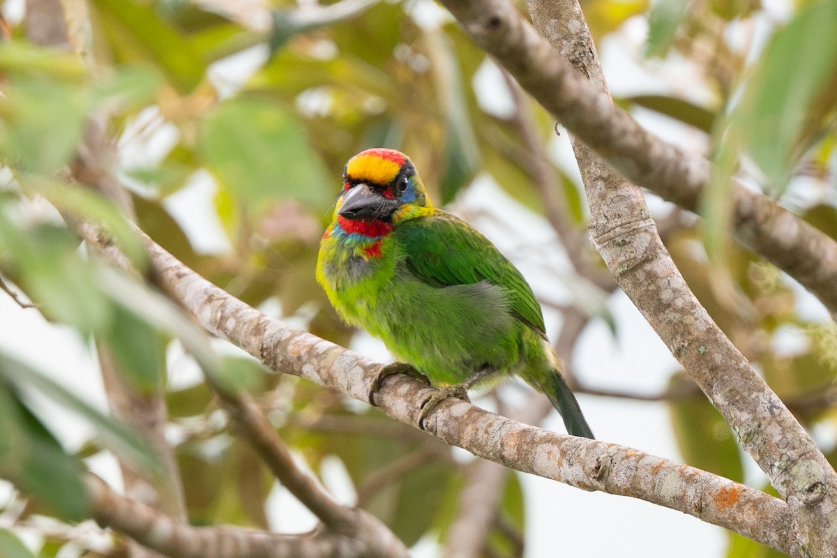 Red-throated Barbet - ML644024302