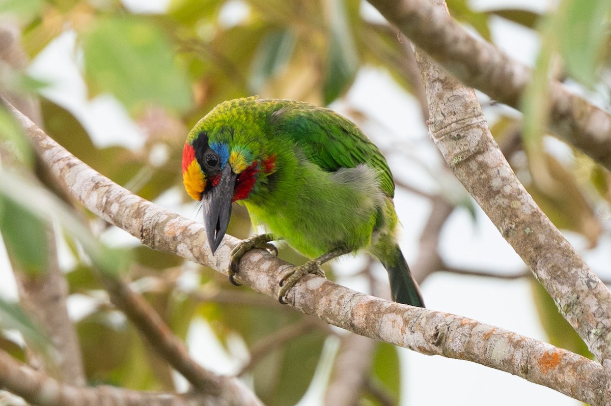 Red-throated Barbet - ML644024303