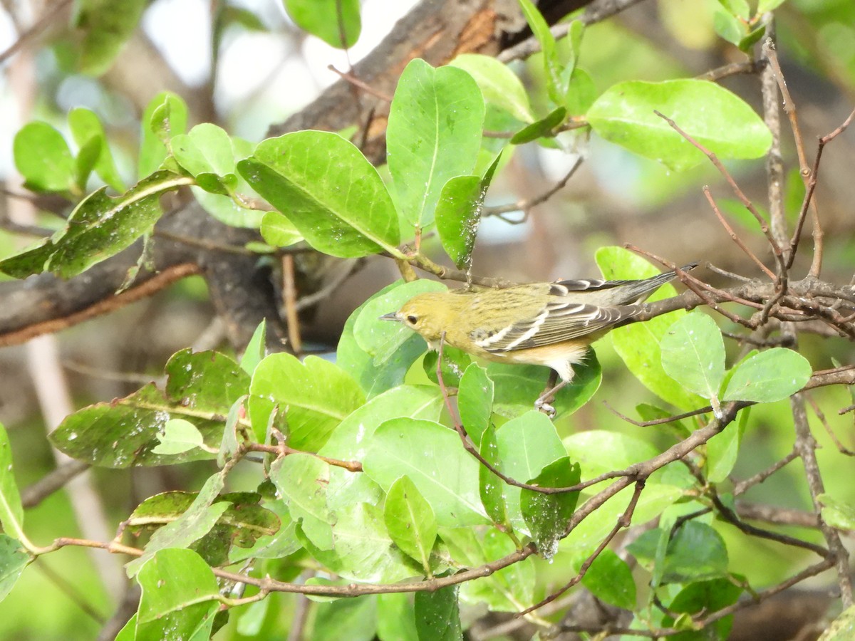 Bay-breasted Warbler - ML644024311
